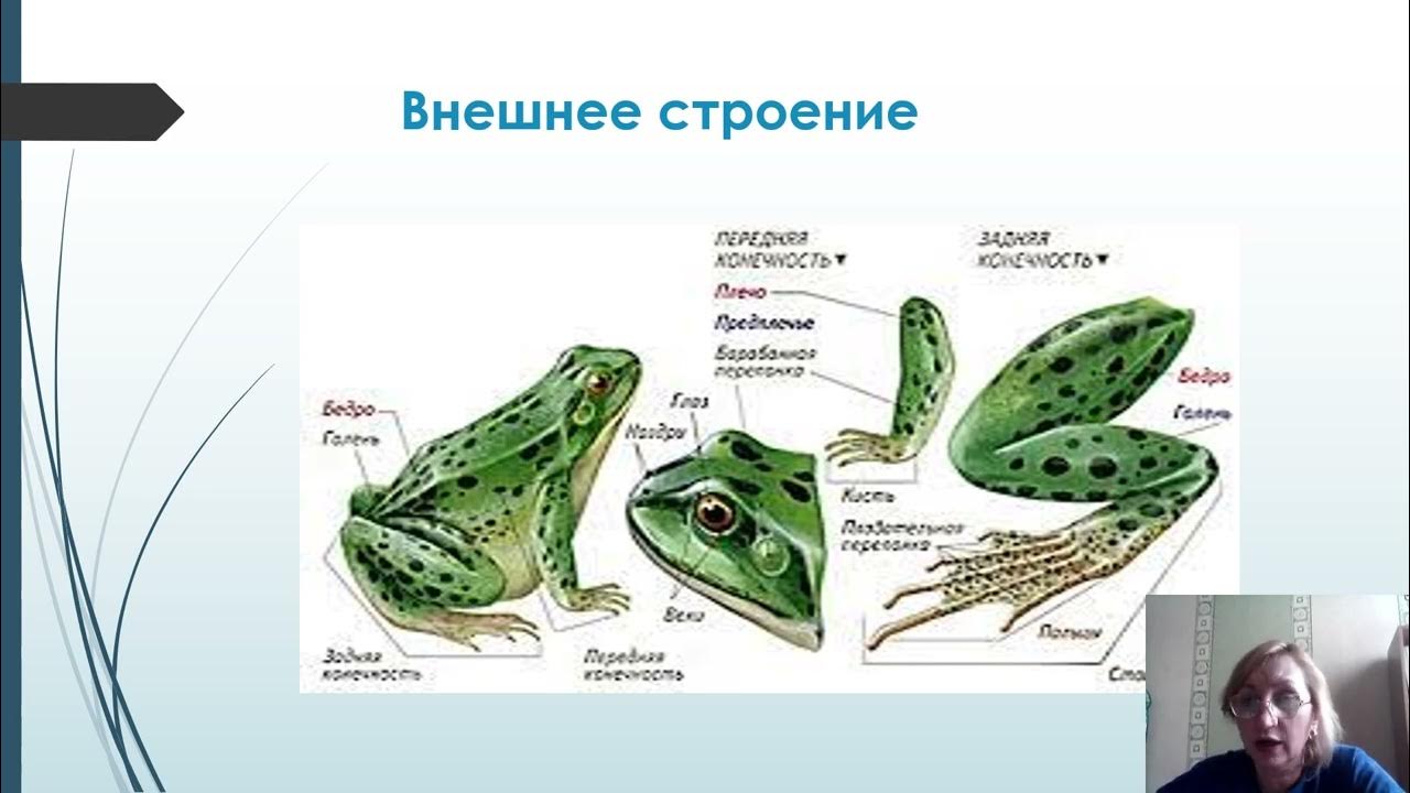 Особенности строения внутреннего скелета и наружного
