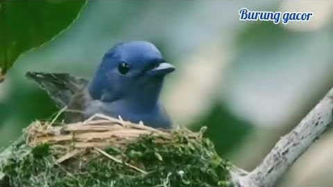 Burung rambatan