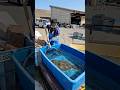 怪獣ヒラメ捕まえた#flounder#平目 #巨大魚 #amazing #shortsviral