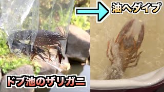 法律で禁止される前に都心のドブ池のザリガニ釣ってそのまま揚げて食う！！