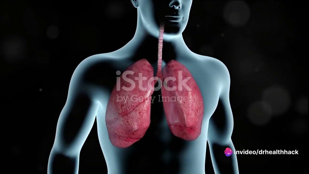 cigarette-smoking-affects-respiratory-system-human-anatomy-human