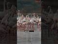 How Flamingo Birds Changed The Entire Bullet Train Route | upGrad #shorts
