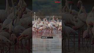 How Flamingo Birds Changed The Entire Bullet Train Route | upGrad #shorts
