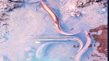 Bắt Cá Trạch Trên Ruộng Cạn - Cá Rô Phi - Cá Rô Ta - Các Con Vật Ngoài Đồng