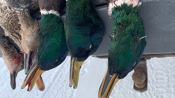 Duck calling Tips & Tricks “ The Cajun Squeal”