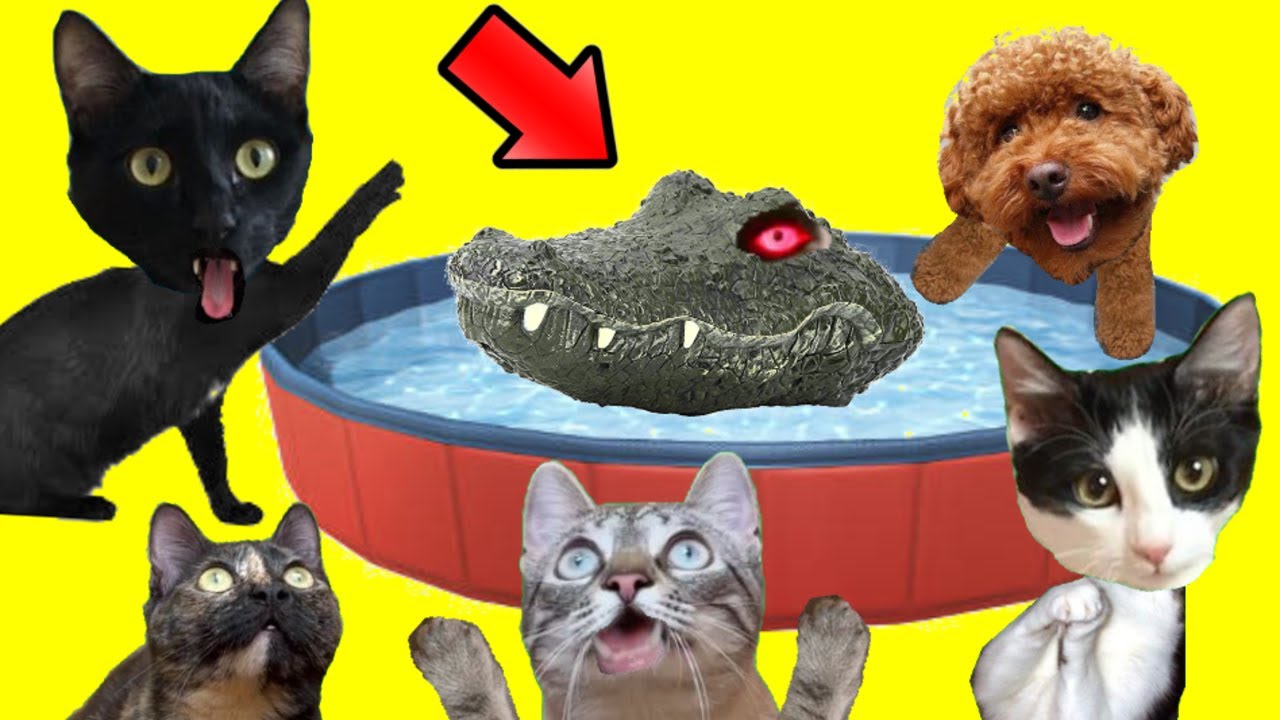 Bromas divertidas en el baño y la piscina con un cocodrilo / Videos de gatos Luna y Estrella