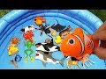 Lots of Wild Sea Animals Learn Colors For Kids With Real Animal Videos