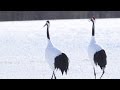 冬の釧路湿原 〜白銀に舞うタンチョウ〜