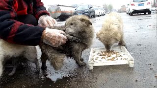 流浪狗说：“妈妈来看我了”！雨天去喂食流浪狗、小狗也在帮忙寻找它们  The stray dog said: &quot;Mom came to see me&quot;!