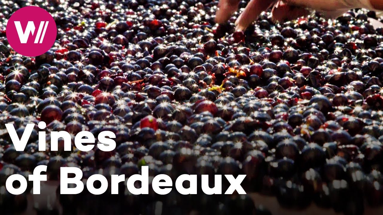 France - The most famous wines in the world | Worldwide Wine Civilizations