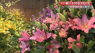 目指すは“ただ「美しい」花の展示”ではなく…県産のユリ1000本が作り出す圧倒の世界【高知】 (21/02/17 20:20)