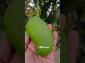 TJC Mango #ecofriendly #mango #sustainableagriculture #farming