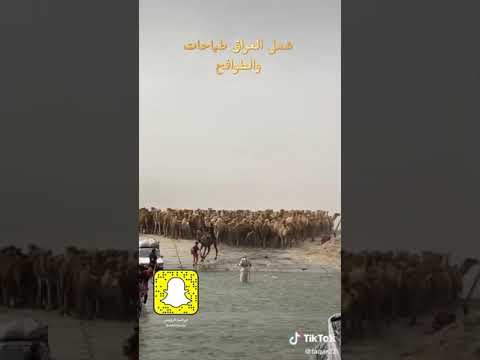 ابل العراق تقطع نهر الفرات الطبع 2 