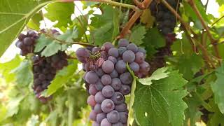 Hitit Üzüm Bağları Konya Ereğli