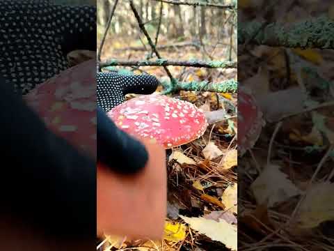 Опасный или полезный? #мухомор