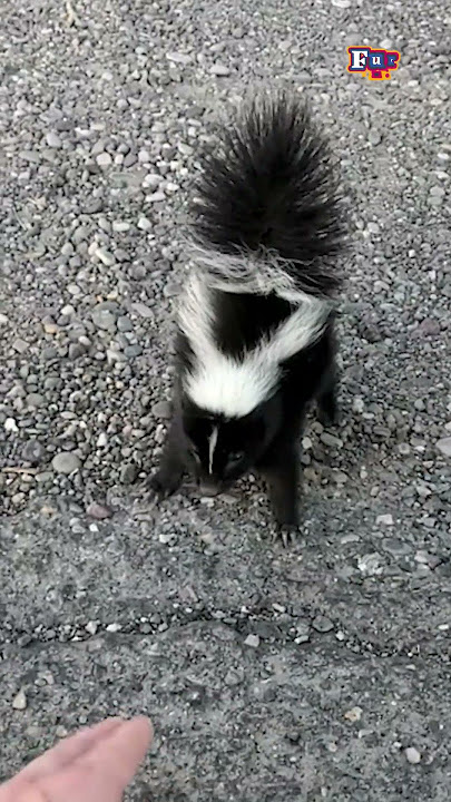 Baby Skunk Acts Tough When Approached By Stranger
