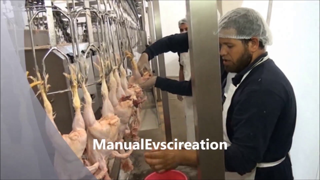 Poultry Slaughterhouse 500 Bird Per Hour مجزر 500 طائر بالساعة YouTube