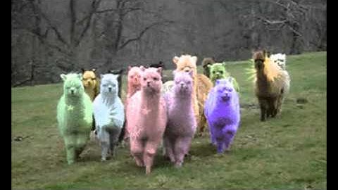 Alpaca Brothers Unite