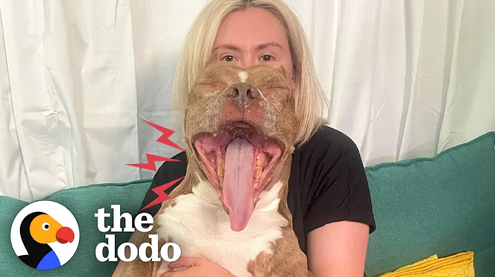Rescue Pittie Screams Like A Wookie When She’s Excited | The Dodo Pittie Nation