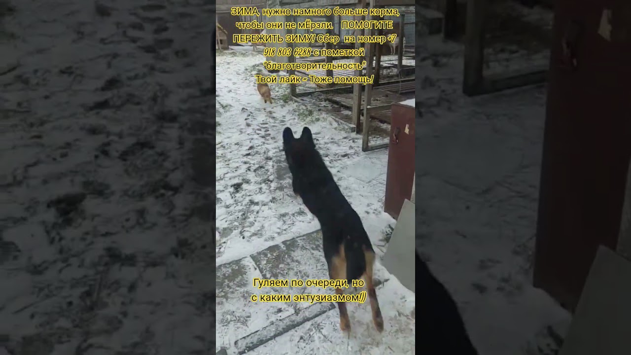 НАС107=106хвостиков  +1человек!