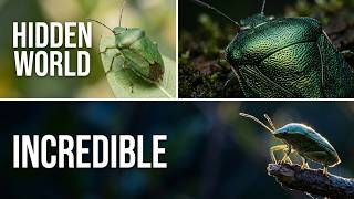 Close Up: The Incredible Green Shield Bug 🌿