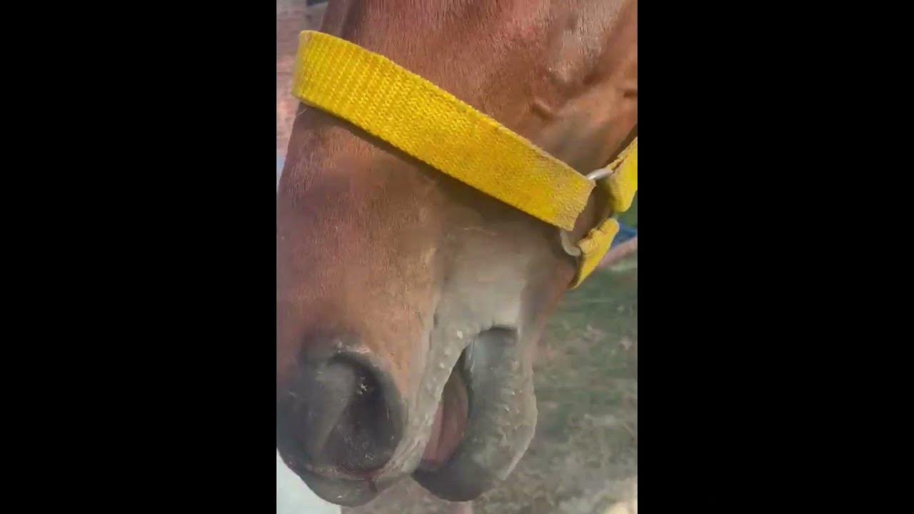 Horse Bleeding from nostrils (Epistaxis) گھوڑے کو نتھنوں سے خون آنا