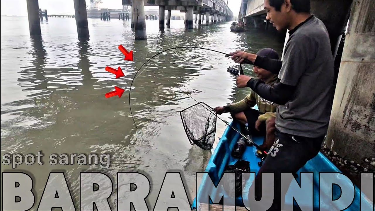 Spot Mancing Barramundi Di Pancang Teluk Lamong