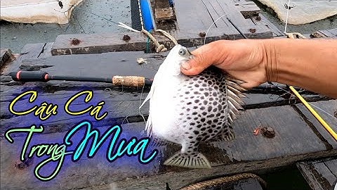 Trời Mưa Nhưng Trời Thương Giật Cá Nâu Mỏi Tay Luôn | GĐCG #516