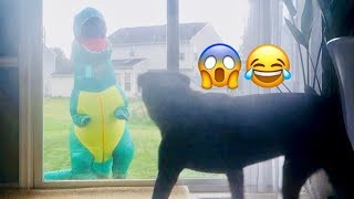 Rottweiler vs Trex Burglar |17