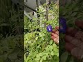 Flowers 💮🌸 #shorts #ytshorts #garden #terracegarden #viralvideo