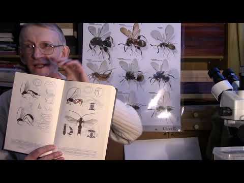 Атлас Насекомых Энтомофагов Плодового Сада. Atlas of Entomophagous Insects of Apple Orchards.