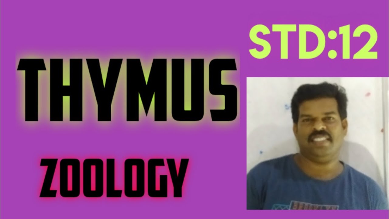 Thymus in tamil YouTube