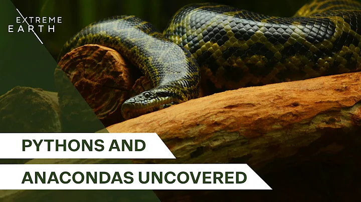 Hunting the Largest Snakes on Earth | Giants