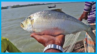 Natural Hilsa (ilish) Fish Catching System in Deep River | Fish Corn