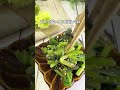 【小松菜と塩昆布のナムル】レシピはコメント欄👉