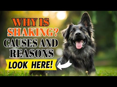 Video: Dog Run Ideas