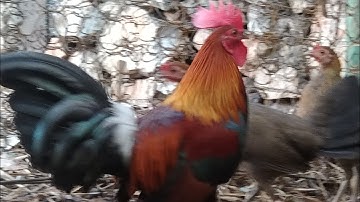 qaib dib qua zoo cuab tuaj2021