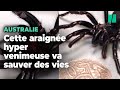 Cette araignée est la plus venimeuse du monde mais va sauver des vies