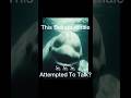 The Whale That Sounds Like a Human Voice 😱 #shorts #fyp #animals