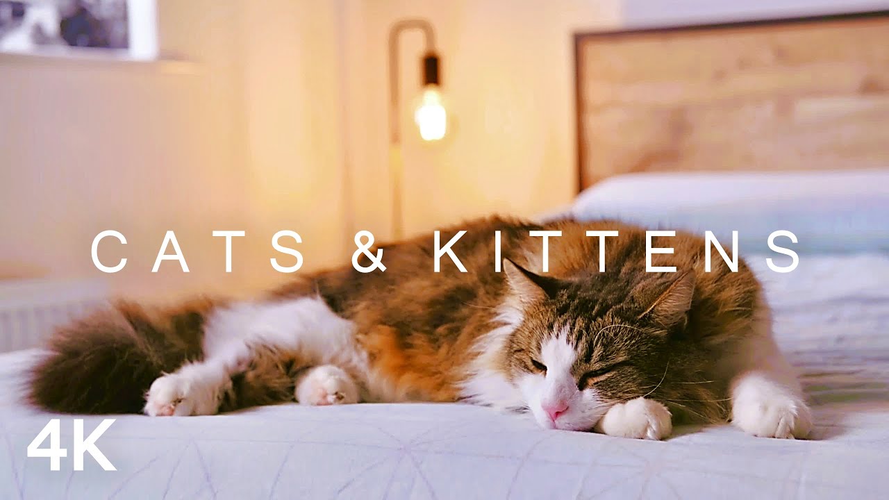 CATS  KITTENS in 4K  2 Hours  Relaxing Ambient Piano Music Cute Pets