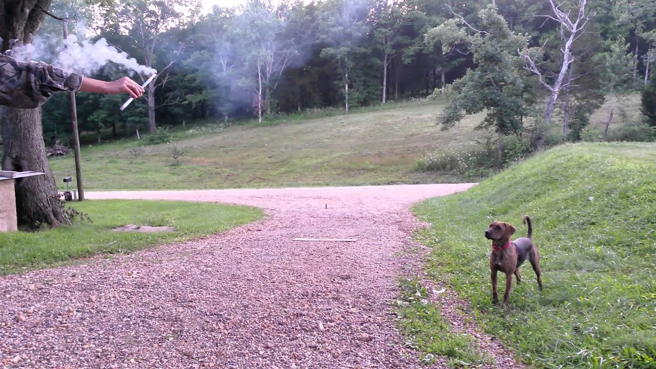 Dog and Roman candle YouTube