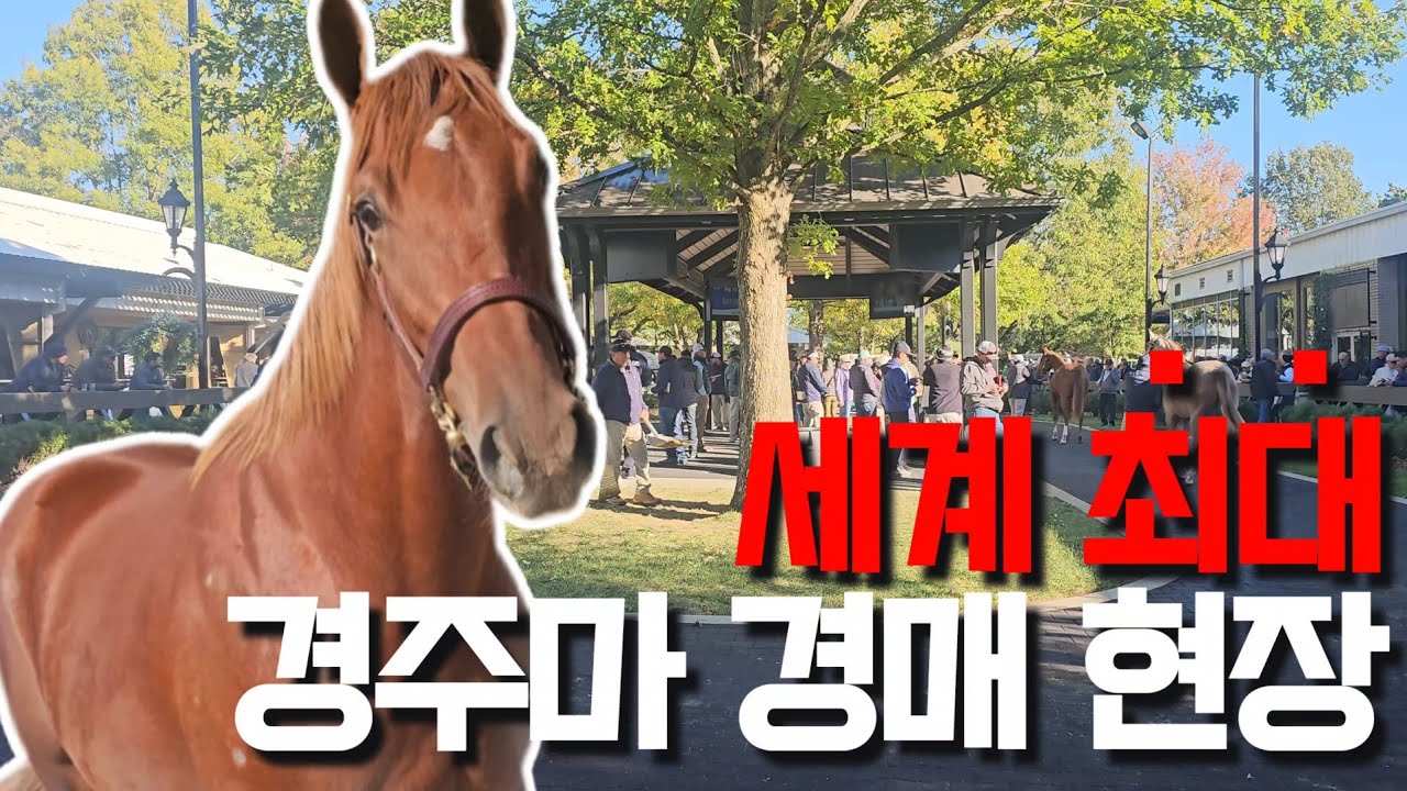 운명의 말을 찾아 미국으로 날아가다. 켄터키 1세마 경매에서 토토를 만나기까지
