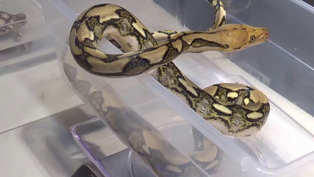 video phone beyonce mp3 RETICULATED PYTHON WOULDNT LET GO!!!!