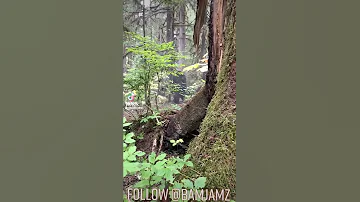 BIGFOOT CAUGHT ON CAMERA 2021 BEST VIDEO FOOTAGE EVER 4K YETI SASQUATCH AUTHENTIC REAL 