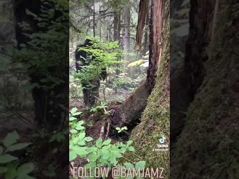 BIGFOOT CAUGHT ON CAMERA! 2021! BEST VIDEO FOOTAGE EVER! 4K! YETI! SASQUATCH! AUTHENTIC, REAL