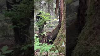 BIGFOOT CAUGHT ON CAMERA! 2021! BEST VIDEO FOOTAGE EVER! 4K! YETI! SASQUATCH! AUTHENTIC, REAL