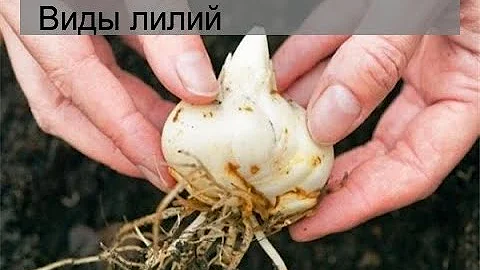 Виды лилий