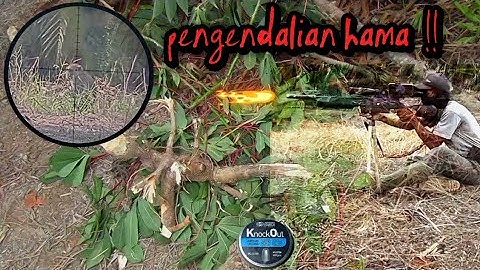EDAN !! tembak MONYET LIAR ketika mejarah kebun ubi warga