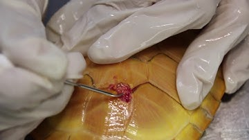Final Video: An albino red-eared slider has severe shell rot