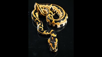 even a normal burmball goes hard!!! #morphagene #burmball #reptiles #ballpython